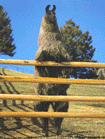 The Fiduciary. Top llama stud.